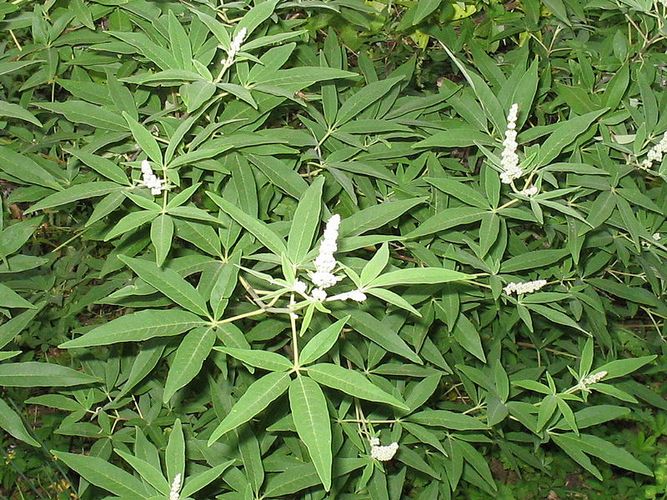 Agnus castus (Mnchspfeffer) 500