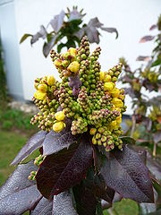 Berberis aquifolium Blten